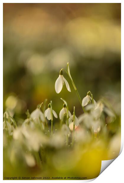 sunlit snowdrop  flowers Print by Simon Johnson