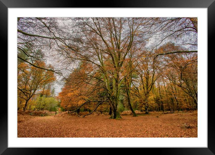 A walk in The New Forest Framed Mounted Print by Derek Daniel