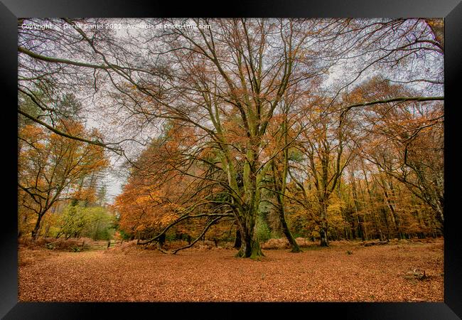 A walk in The New Forest Framed Print by Derek Daniel