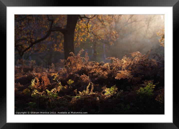 Bracken Lit by Morning Light, Richmond Park Framed Mounted Print by Graham Prentice