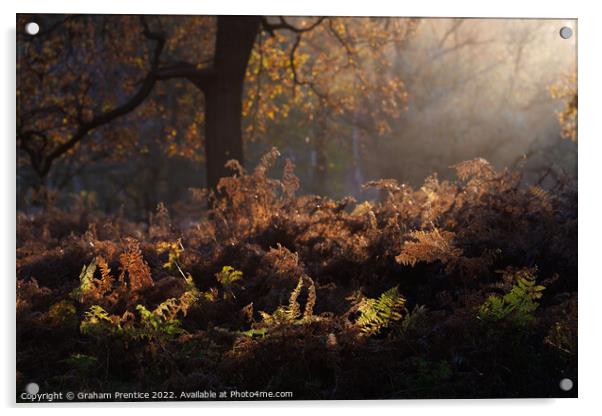 Bracken Lit by Morning Light, Richmond Park Acrylic by Graham Prentice