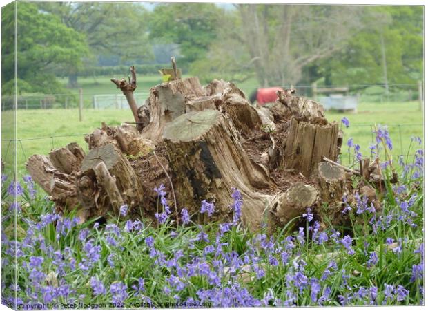 The beauty of tree stumps with bluebells in front Canvas Print by Peter Hodgson