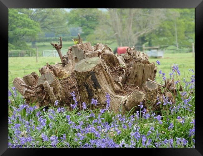The beauty of tree stumps with bluebells in front Framed Print by Peter Hodgson
