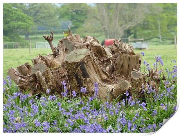 The beauty of tree stumps with bluebells in front Print by Peter Hodgson