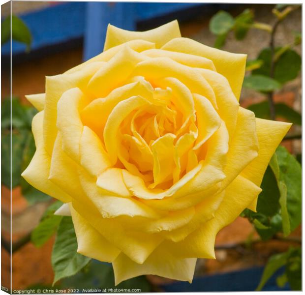 One yellow rose Canvas Print by Chris Rose