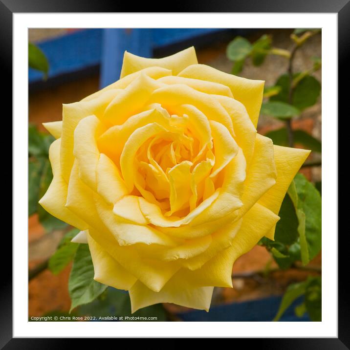 One yellow rose Framed Mounted Print by Chris Rose