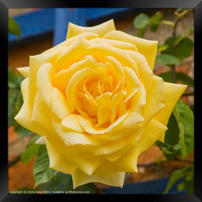 One yellow rose Framed Print by Chris Rose