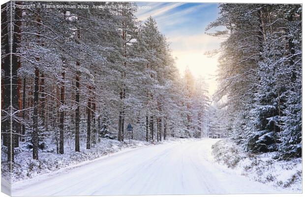 Winter Sun Over Forest Road Canvas Print by Taina Sohlman