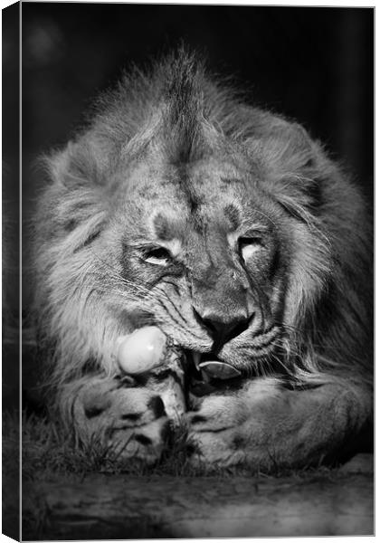 Asiatic Lion - Go ahead try and take it. Canvas Print by Celtic Origins