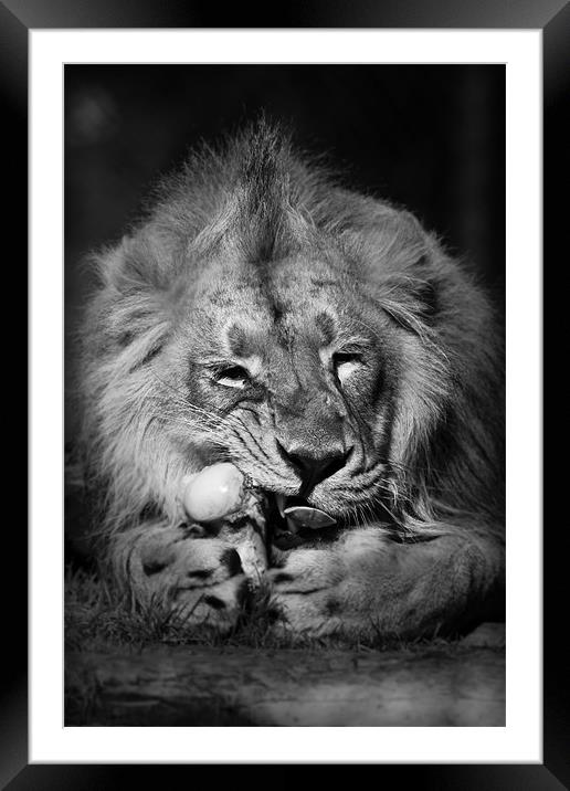 Asiatic Lion - Go ahead try and take it. Framed Mounted Print by Celtic Origins