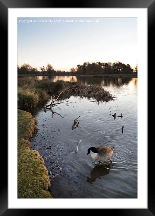 Pond with goose Framed Mounted Print by Kevin White