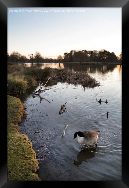 Pond with goose Framed Print by Kevin White