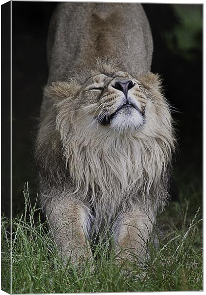 Asiatic Lion - Having a good old Stretch Canvas Print by Celtic Origins