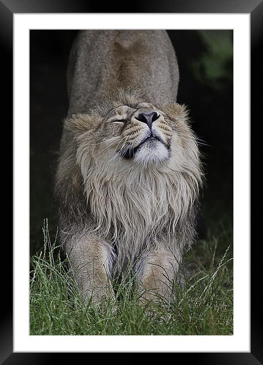 Asiatic Lion - Having a good old Stretch Framed Mounted Print by Celtic Origins
