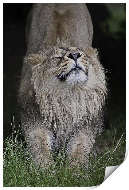 Asiatic Lion - Having a good old Stretch Print by Celtic Origins