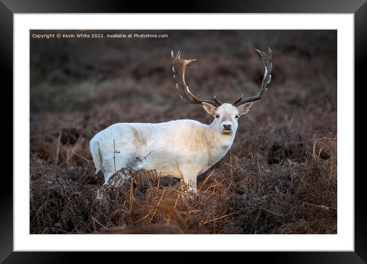 White Buck Framed Mounted Print by Kevin White