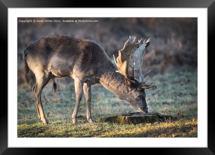 Inquisitive young deer  Framed Mounted Print by Kevin White