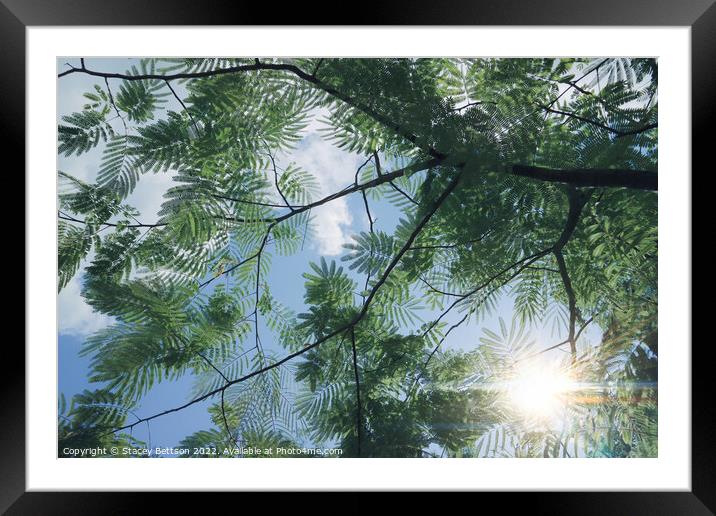 Mimosa Pudica tree Framed Mounted Print by Stacey Bettson