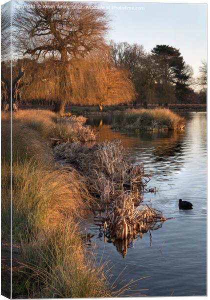 Dead reeds and grass by winter pond Canvas Print by Kevin White