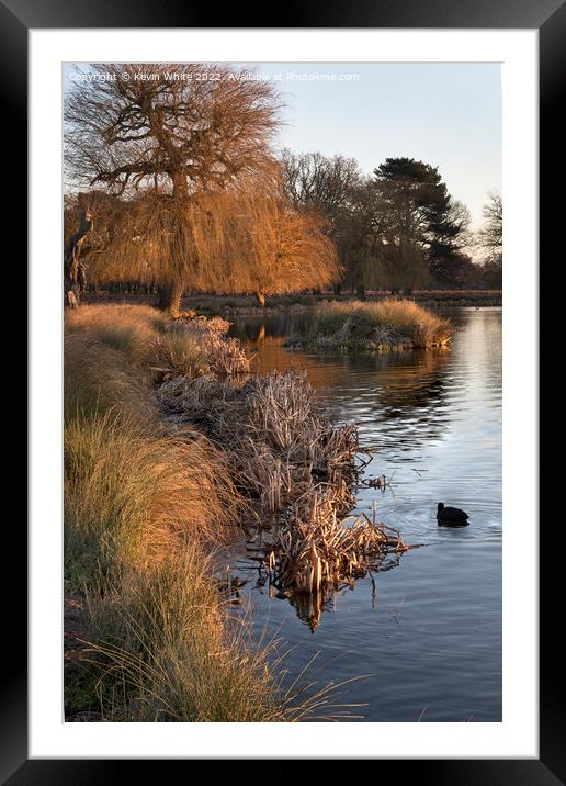 Dead reeds and grass by winter pond Framed Mounted Print by Kevin White