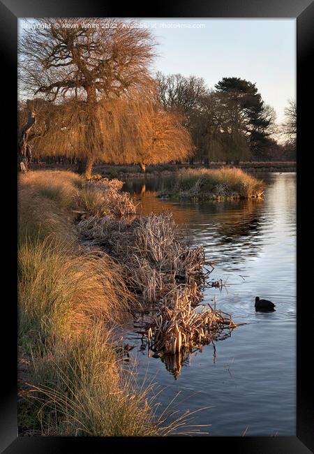 Dead reeds and grass by winter pond Framed Print by Kevin White