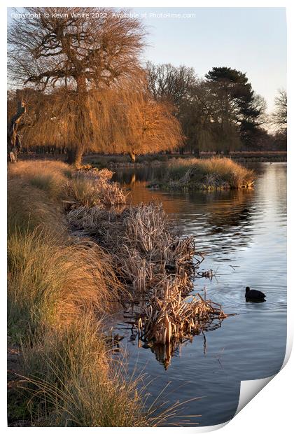 Dead reeds and grass by winter pond Print by Kevin White