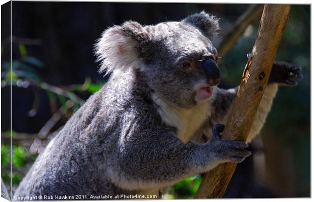 Koala on a gum tree Canvas Print by Rob Hawkins