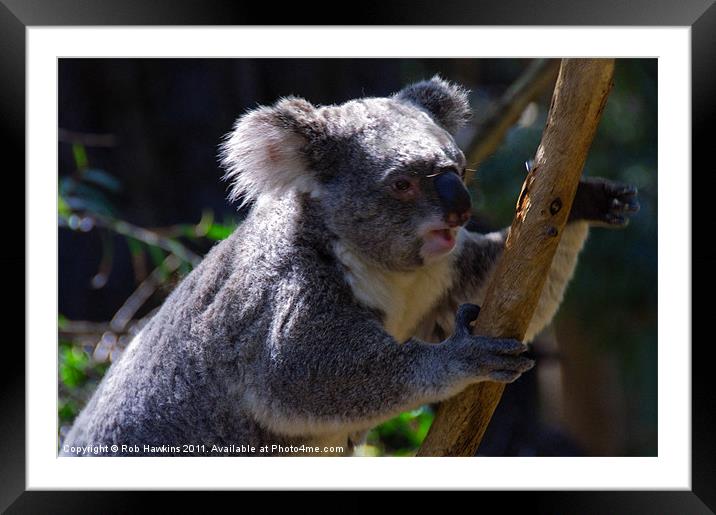 Koala on a gum tree Framed Mounted Print by Rob Hawkins