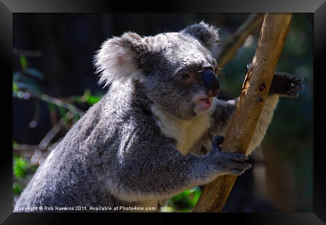 Koala on a gum tree Framed Print by Rob Hawkins
