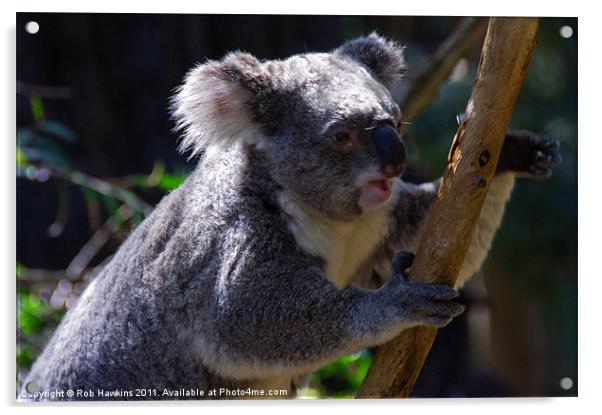 Koala on a gum tree Acrylic by Rob Hawkins