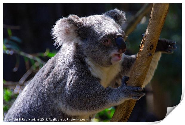 Koala on a gum tree Print by Rob Hawkins