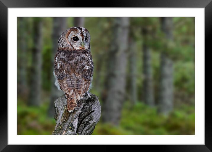 Tawny Owl in Woodland Framed Mounted Print by Arterra 