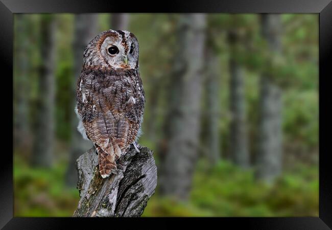 Tawny Owl in Woodland Framed Print by Arterra 