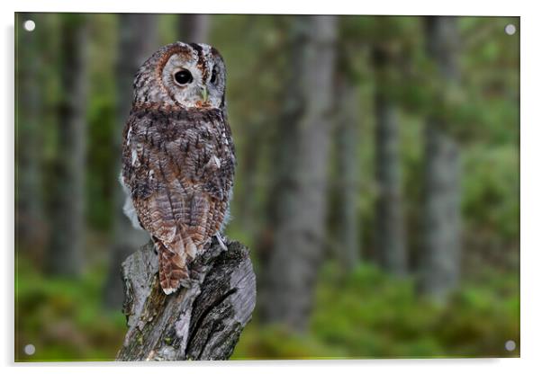 Tawny Owl in Woodland Acrylic by Arterra 