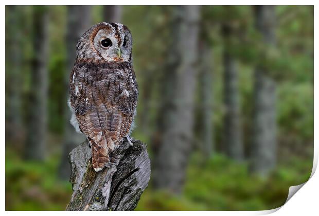 Tawny Owl in Woodland Print by Arterra 