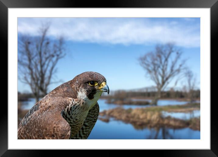 Peregrine Falcon in Wetland Framed Mounted Print by Arterra 