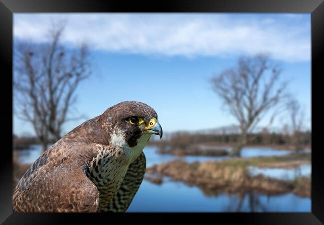 Peregrine Falcon in Wetland Framed Print by Arterra 