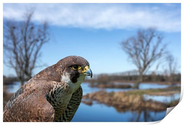 Peregrine Falcon in Wetland Print by Arterra 