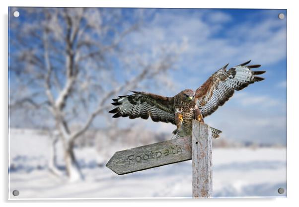 Common Buzzard in Winter Heathland Acrylic by Arterra 