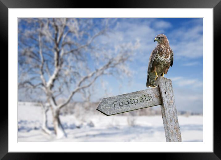 Common Buzzard Perched in Winter Framed Mounted Print by Arterra 