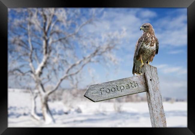 Common Buzzard Perched in Winter Framed Print by Arterra 