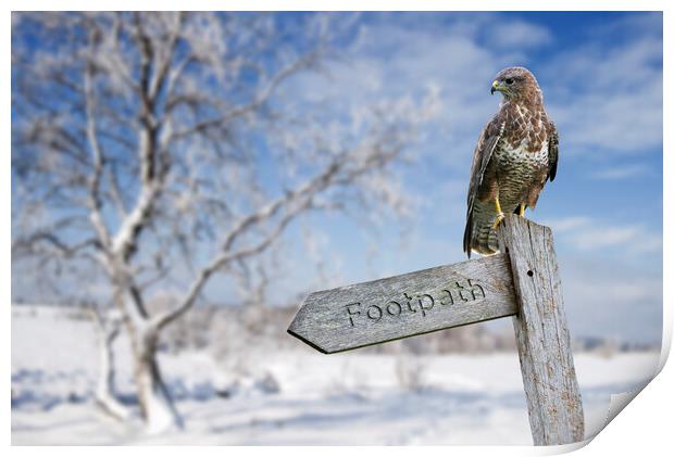 Common Buzzard Perched in Winter Print by Arterra 