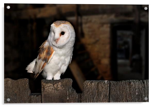 Barn Owl at Farm Acrylic by Arterra 