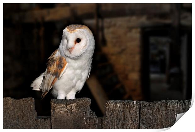 Barn Owl at Farm Print by Arterra 