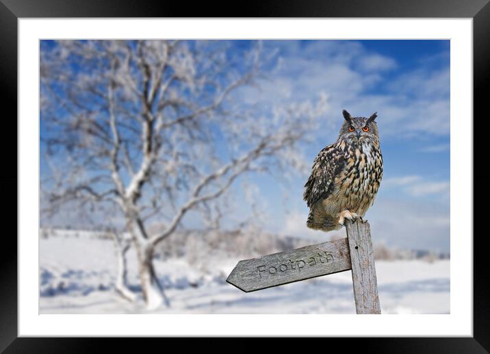 Eurasian Eagle Owl Perched in Winter Framed Mounted Print by Arterra 