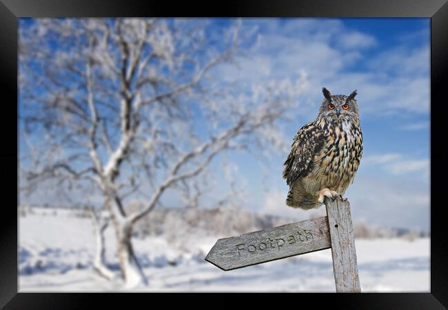 Eurasian Eagle Owl Perched in Winter Framed Print by Arterra 