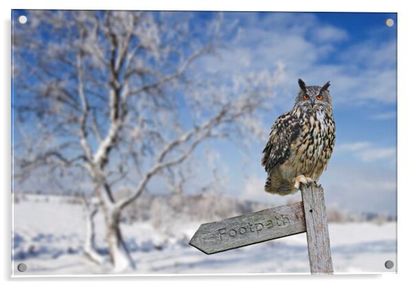 Eurasian Eagle Owl Perched in Winter Acrylic by Arterra 