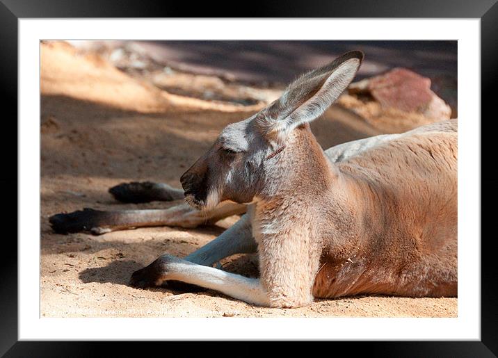 The Resting Roo Framed Mounted Print by Rob Hawkins