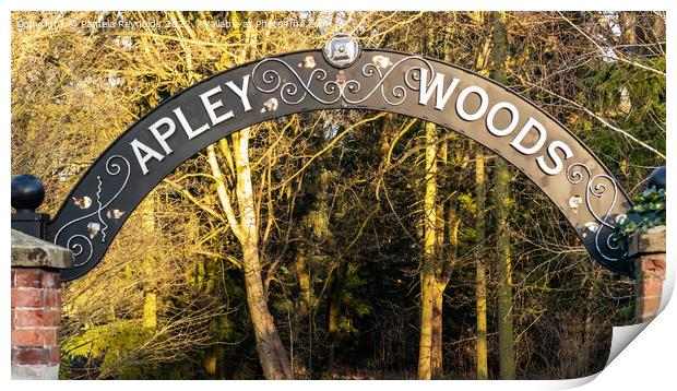 The Entrance into Apley Woods, Telford Print by Pamela Reynolds