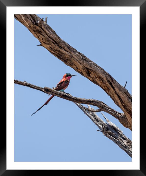 Southern Carmine Bee-eater at Mahango Game Reserve Framed Mounted Print by Belinda Greb